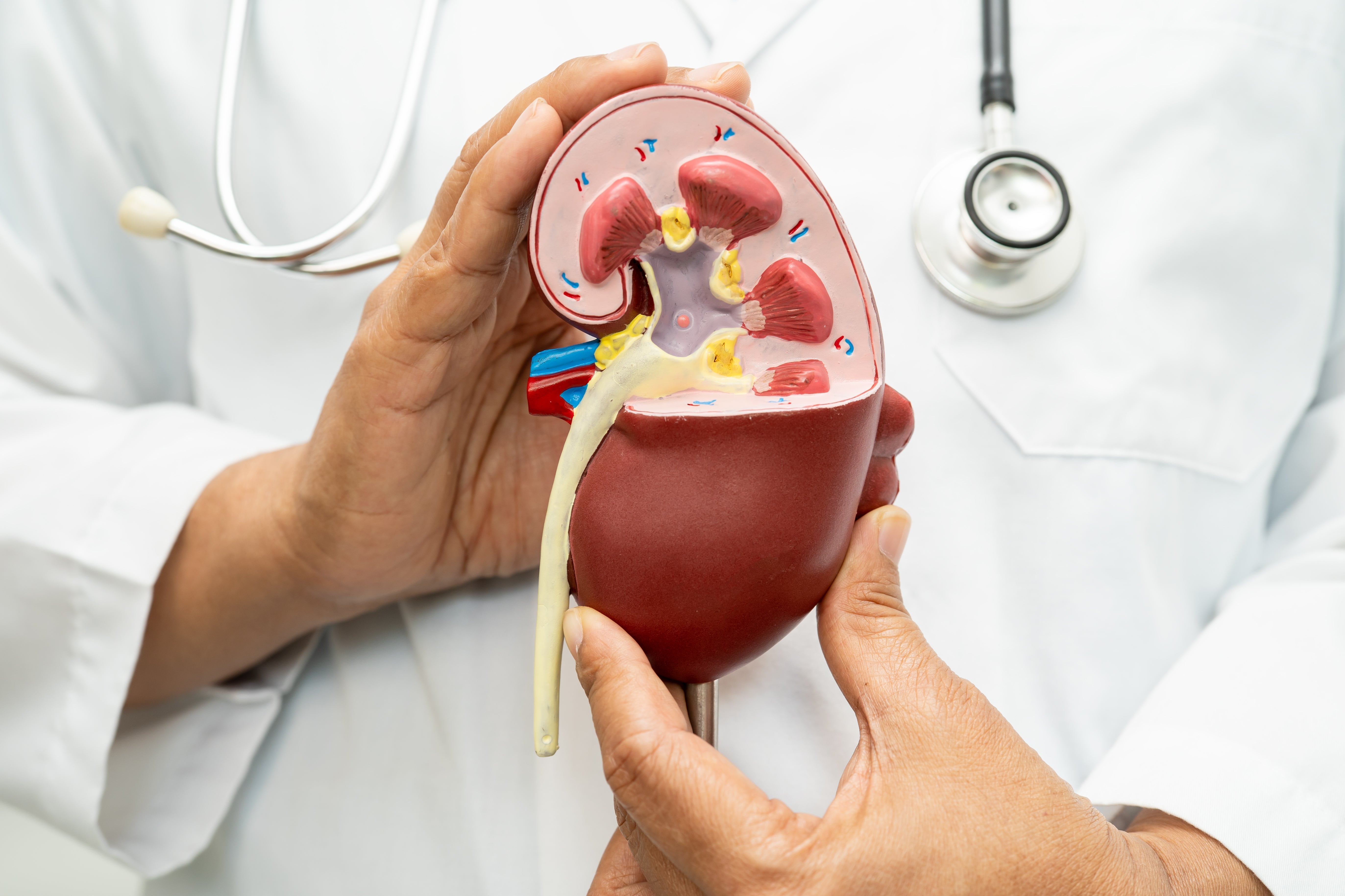 Kidney Disease and Erectile Dysfunction Explained